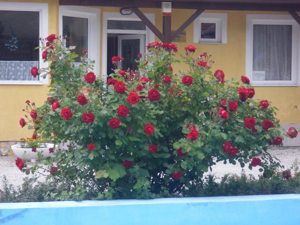Tulipan Bungalow Camping Resort Gyenesdias Luaran gambar